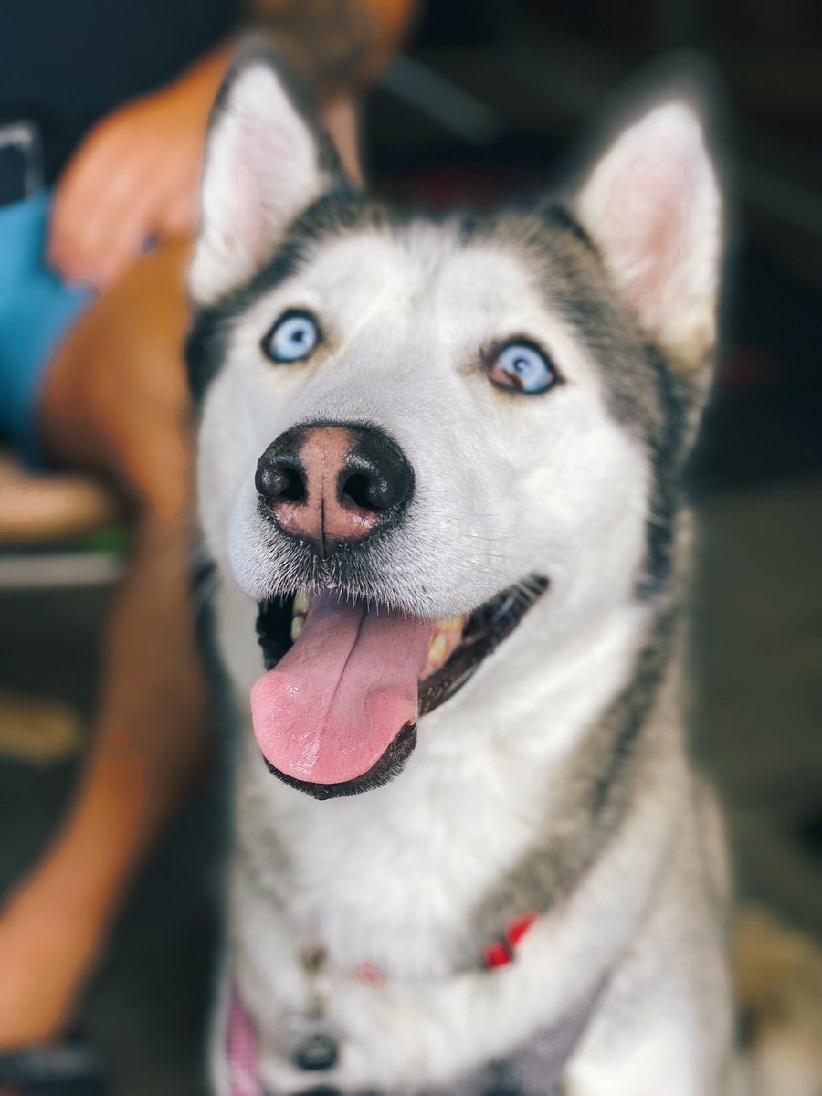 savvy_T's tweet photo. Puppers appreciation. https://t.co/ZonzCeMk7W