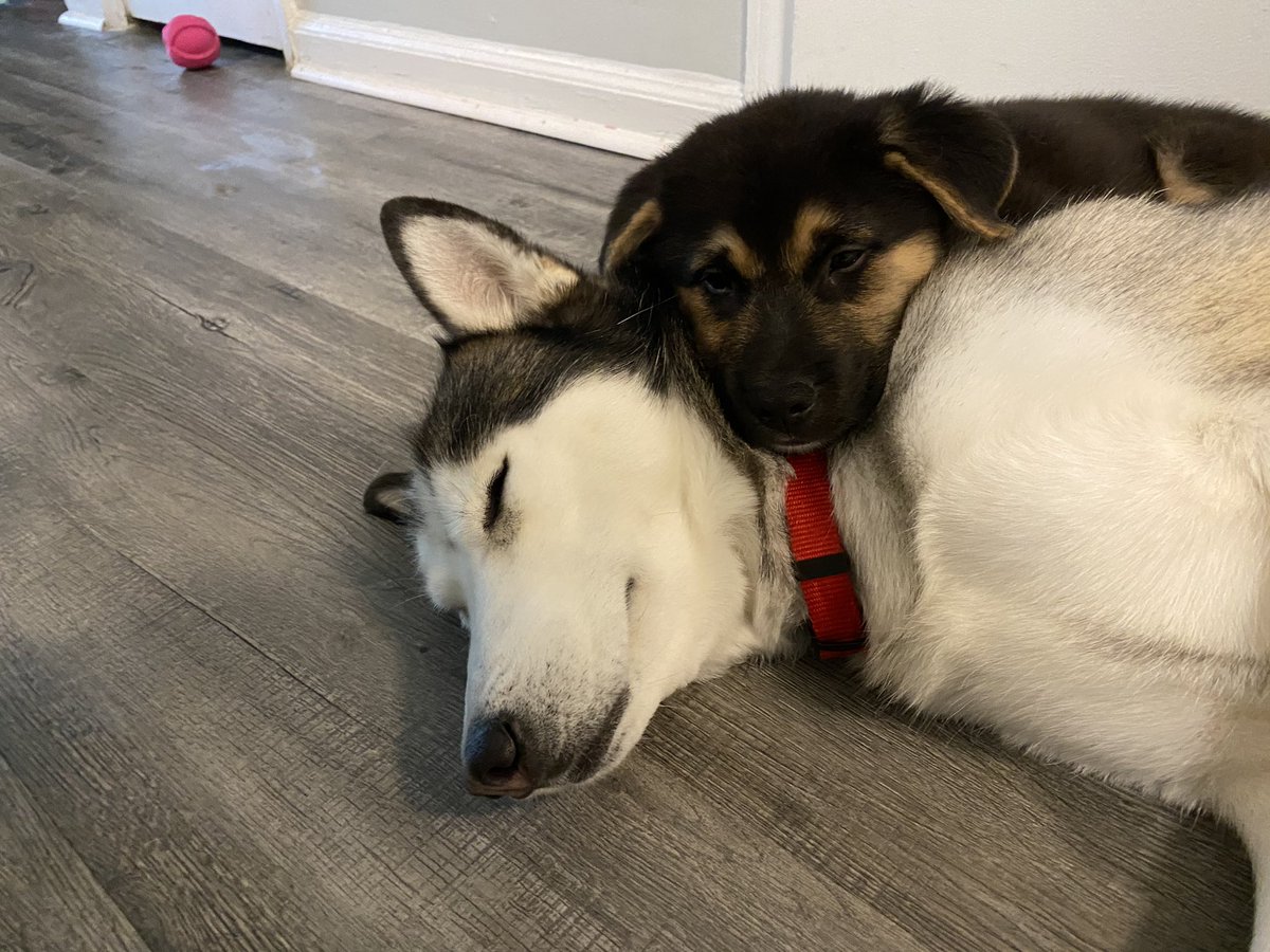 savvy_T's tweet photo. Puppers appreciation. https://t.co/ZonzCeMk7W