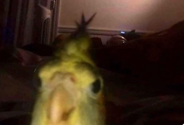 netflix: sigues ahi?

yo: y si donde voy a estar