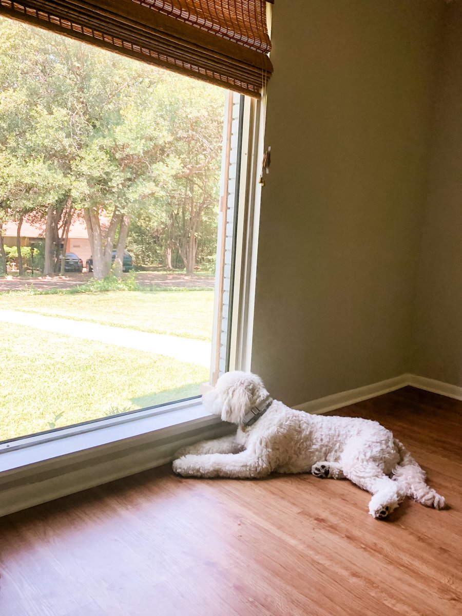 Just a lazy Sunday. Maybe I’ll watch Dad mow the grass. I’ve got a front row seat. #goldendoodle #mydogisthecutest