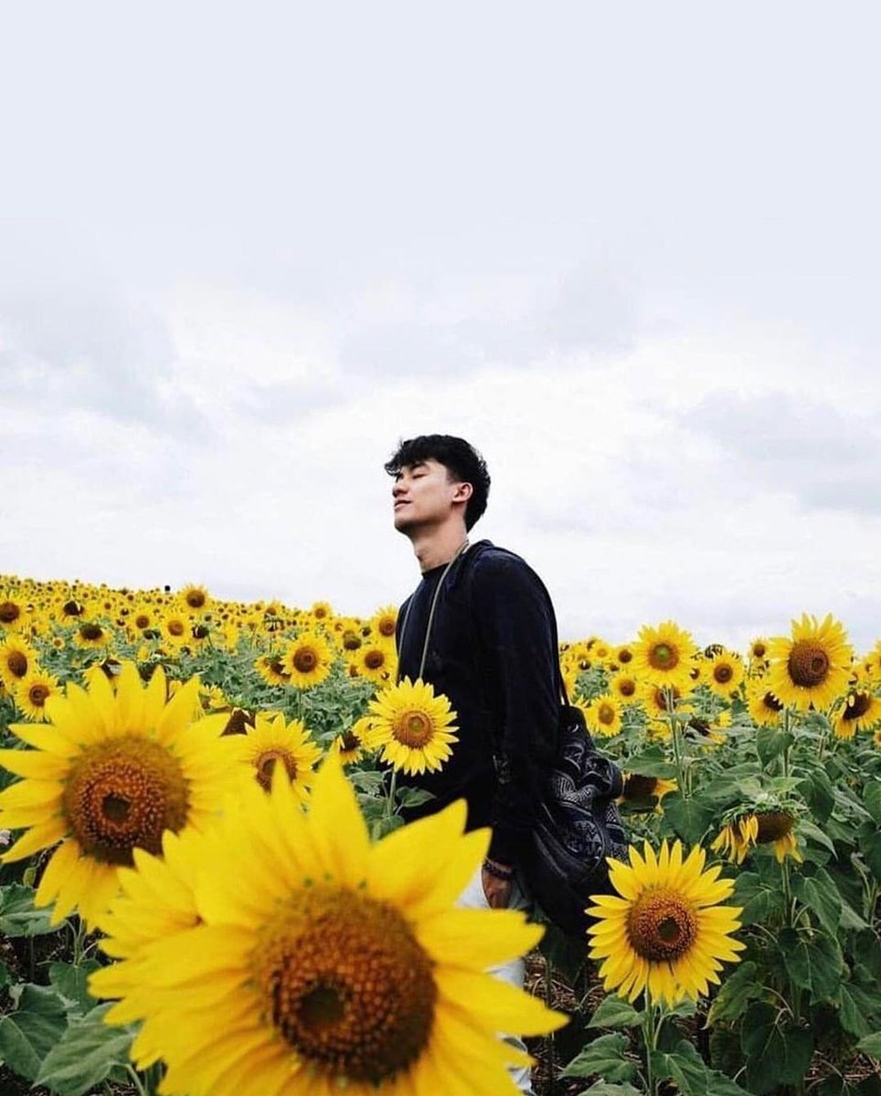 мужчина в подсолнухах. фотосессия в подсолнухах с мужем. человек в поле подсолнухов. парень в подсолнухах. мужчина в подсолнухах.