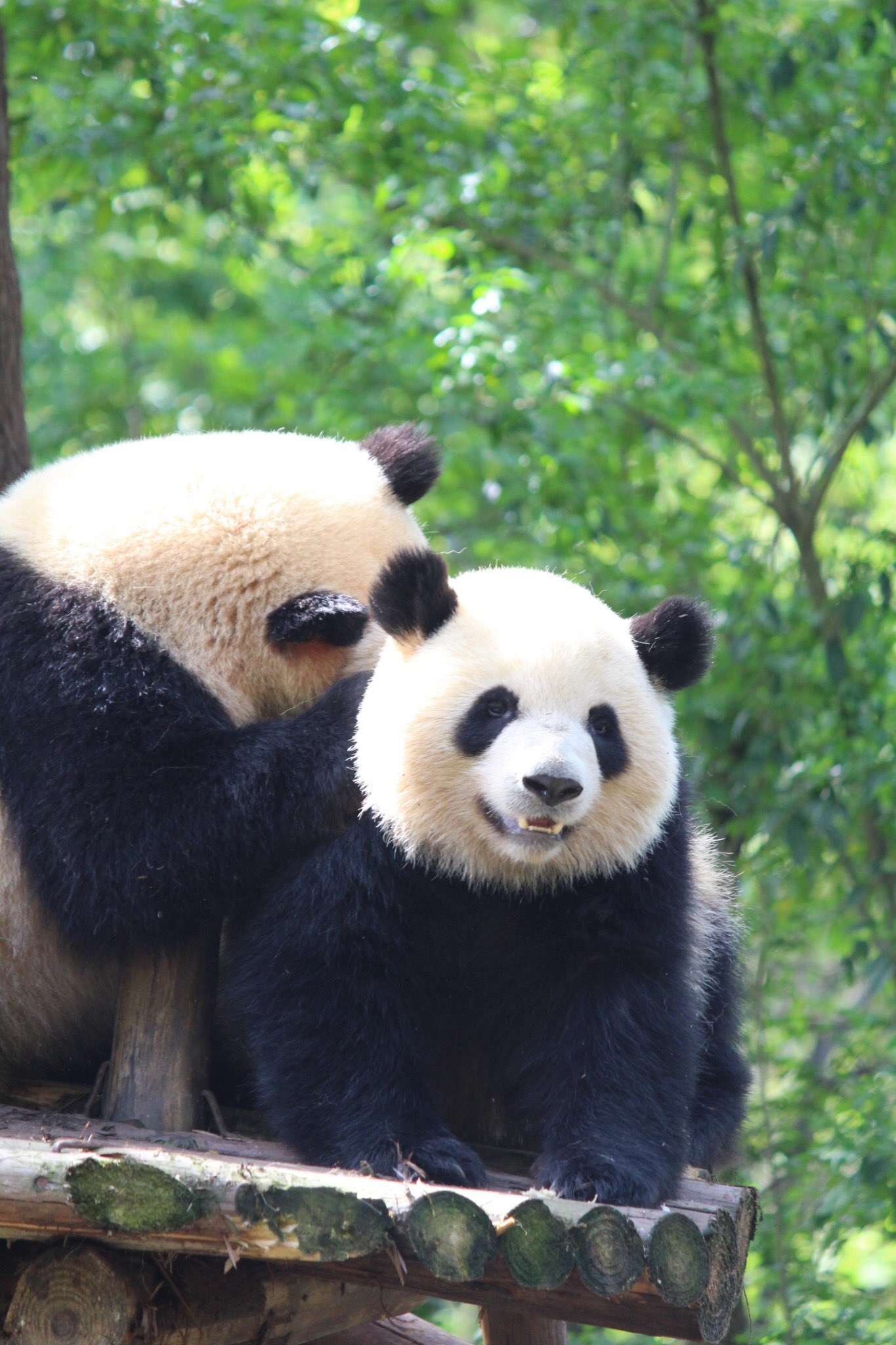 ただのパンダ好き パンダの丸い顔好き パンダ 丸い顔 丸いものが好き T Co No55by2rak Twitter