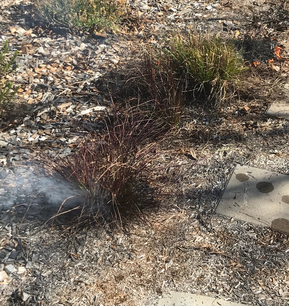 RichardmBaker's tweet photo. Great Canberra day for a low intensity burn - burning back the Themeda triandra in our O'Connor front garden - more on ACT cultural burning https://t.co/GGx1MgZ0Mz @bhiamie https://t.co/JKp0yBHhLM