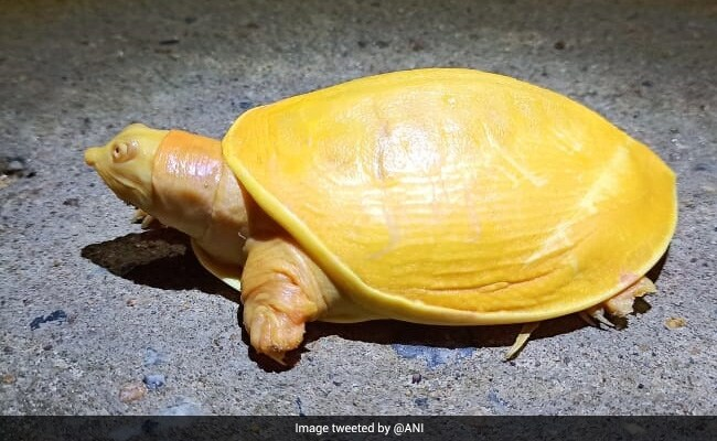 ndtv's tweet photo. "Never Seen One Like This": Yellow Turtle Spotted In Odisha's Balasore https://t.co/W1yua7M7PG https://t.co/Z9v9tfppal