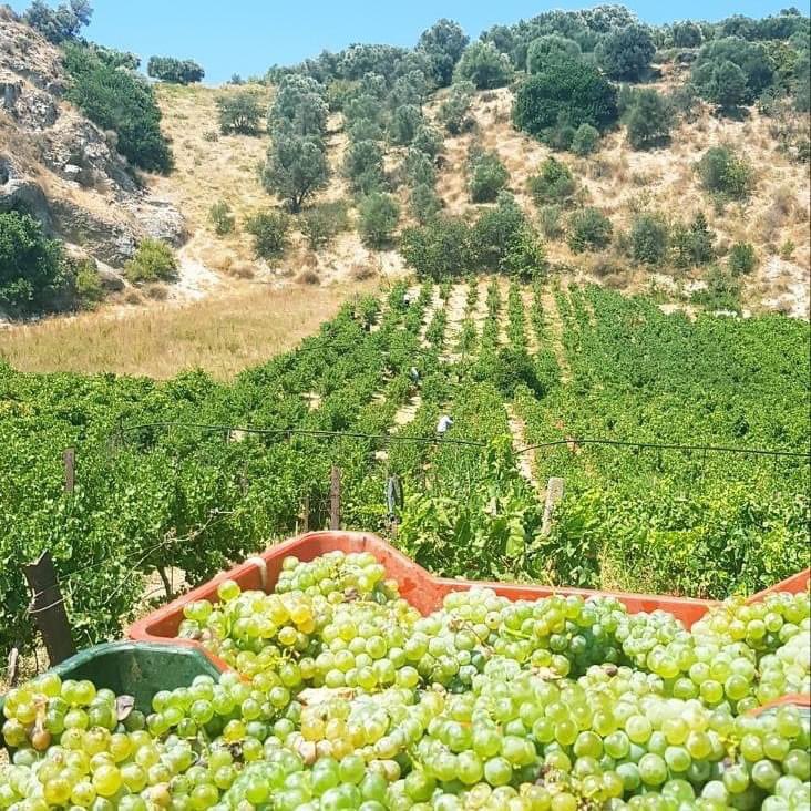 Wines of Crete tweet media