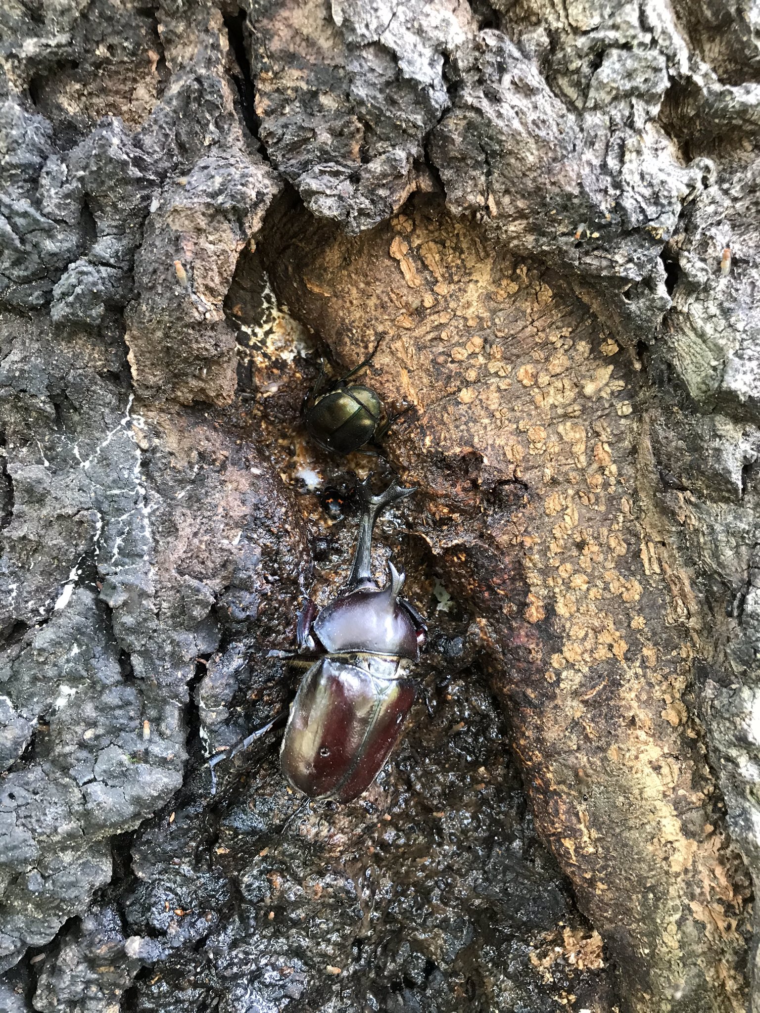もこ 虫垢𓆣 Nogami 千里北公園は有名ですからねｗｗ 確かにあそこはネブトクワガタが一番取れると思います まぁでも実は自分のネブトとヒラタ安定してとれる場所ってそこから頑張れば歩いて行けるような場所だったりするのですよ 足場が