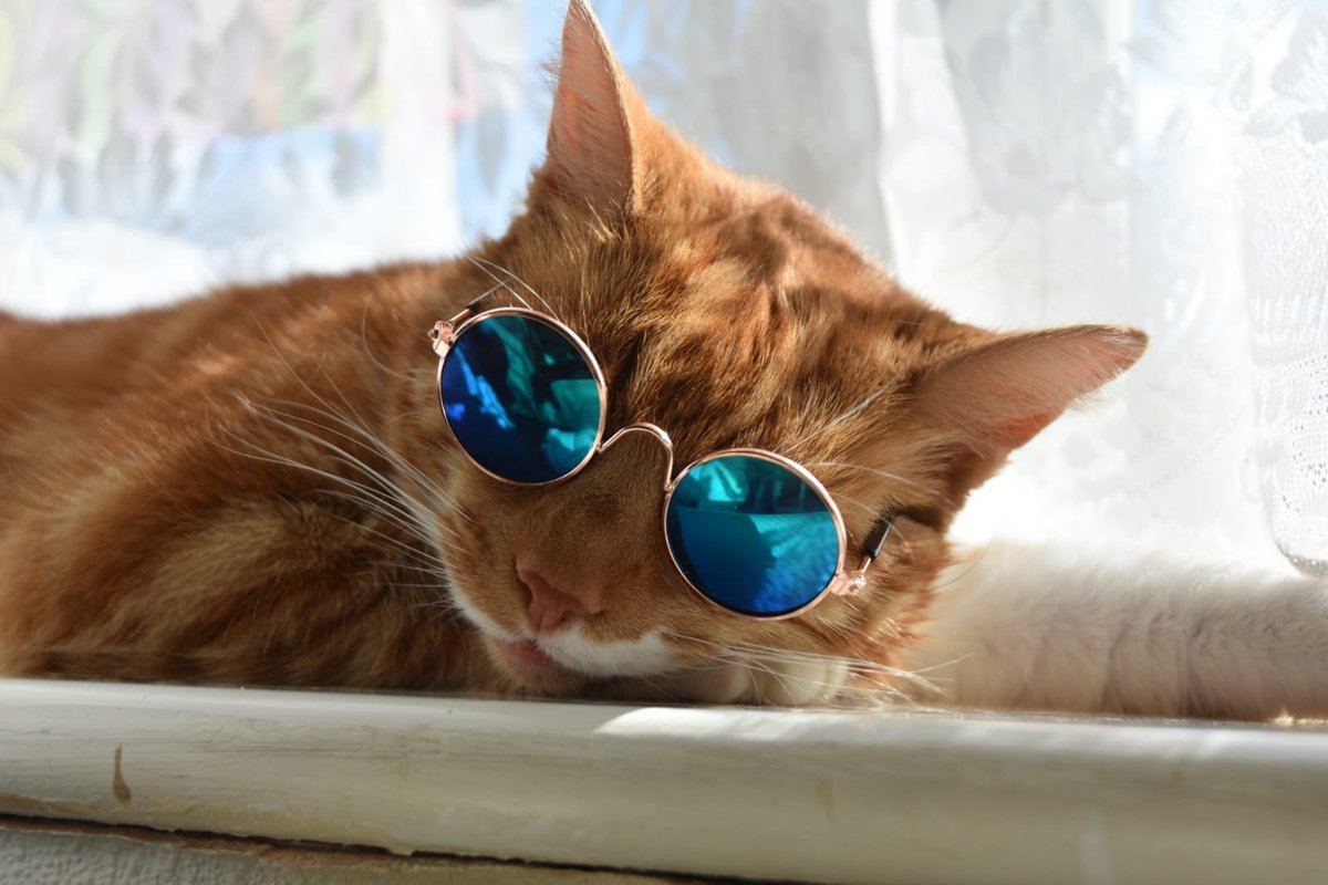 TommyTheGinger1's tweet photo. Feeling cool this Monday 😎 Have A great start to the new week 🧡 #CatsOfTwitter #TabbyTroop #catsofinstagram #MondayMood #MondayMotivation #newweek https://t.co/98D3ScSgsO