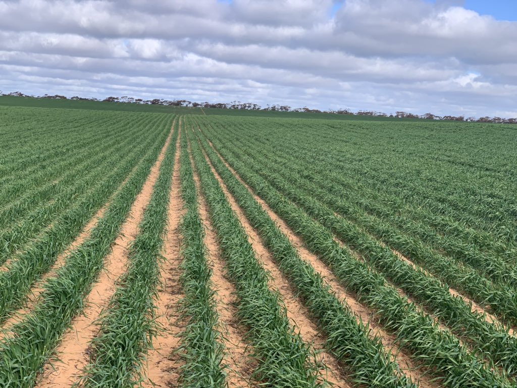 rick_rundell's tweet photo. #callisto safer on #Spartacus vs #scepter early #springmonitoring @Bisso46AVC https://t.co/MXFcfBP6c3