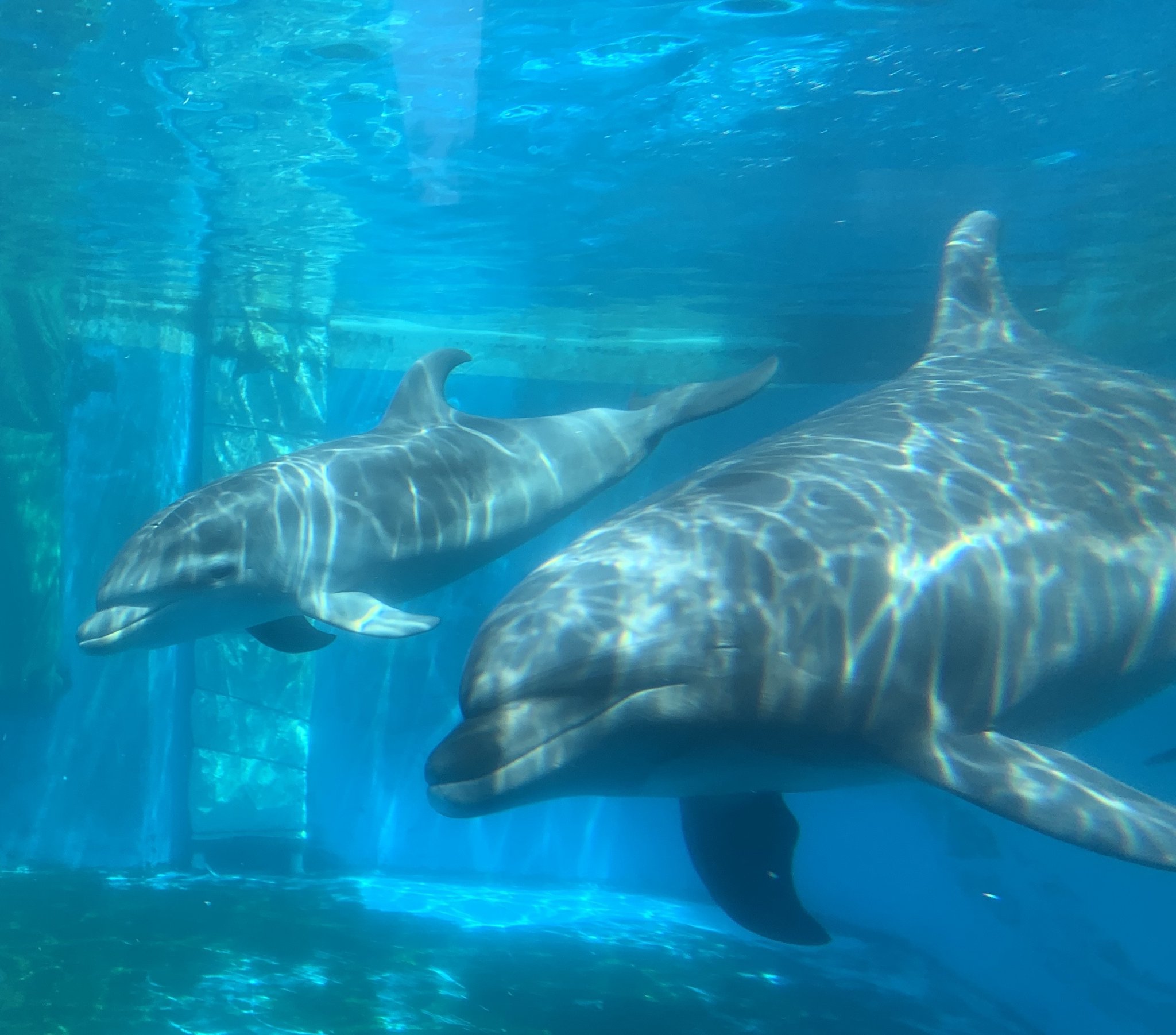 横浜 八景島シーパラダイス公式 水族館 アクアミュージアム では先日2頭の赤ちゃんが生まれました バンドウイルカの ラビン がメスの赤ちゃんを カマイルカの ルル がオスの赤ちゃんを出産しました 元気に育つよう 温かく見守ってください