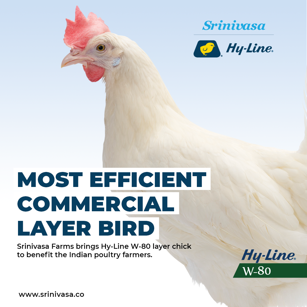 srinivasa_farms's tweet photo. Hy-Line W-80 the most preferred Commercial Layer Bird in India.

#SrinivasaFarms #LayerChicks #LayerBreeder #SrinivasaHyLine #DayOldChicks #W80LayerBird https://t.co/WyxBSAUnsi