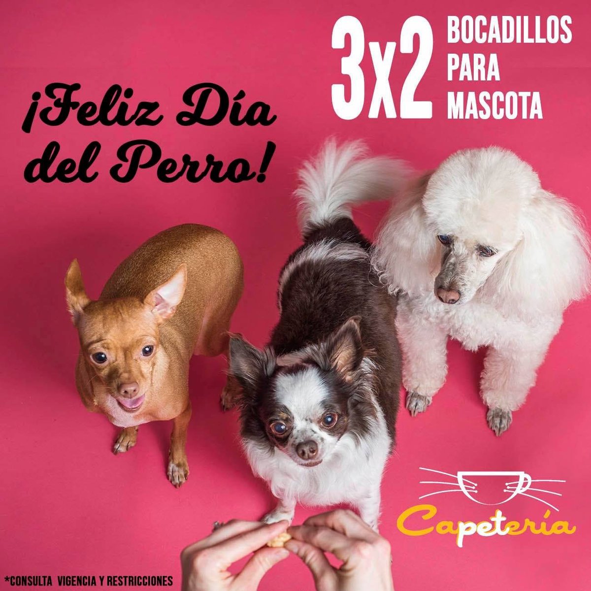 capeteria's tweet photo. Feliz #DíadelPerro a todos los lomitos. 🐶🐕🐩🦮 
#Puebla #Huexotitla #PetFriendly https://t.co/HUN1XfP6KC