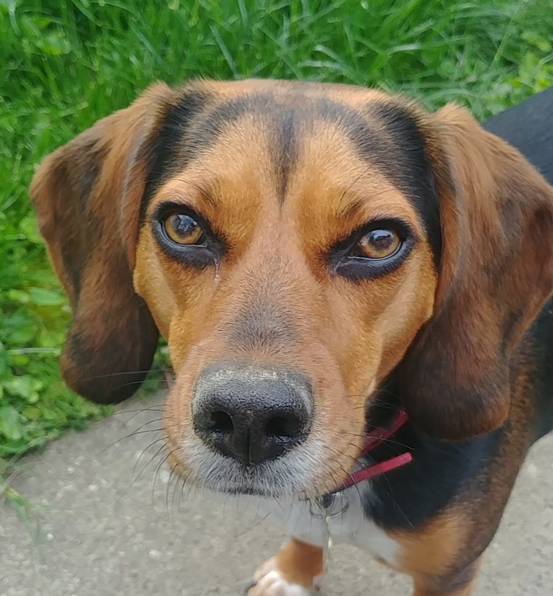 ThoughtsBeagle's tweet image. From time to time, I might have to let you know when something doesn&apos;t pass the #SniffTest.

#beagle 
#dogsoftwitter 
#FirstTweet