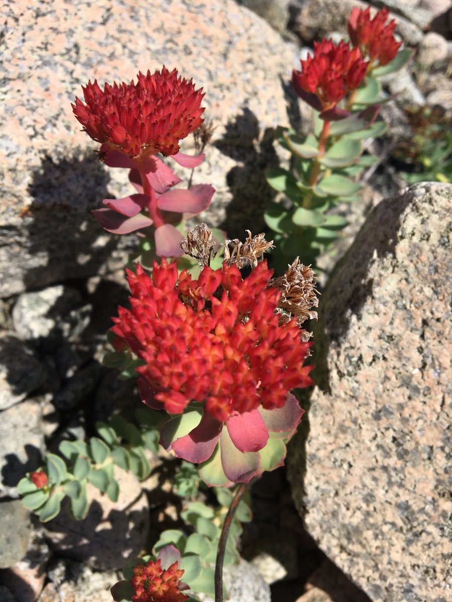 SaraSexton16's tweet photo. Can you name these flowers? https://t.co/Rbiho5BgVA