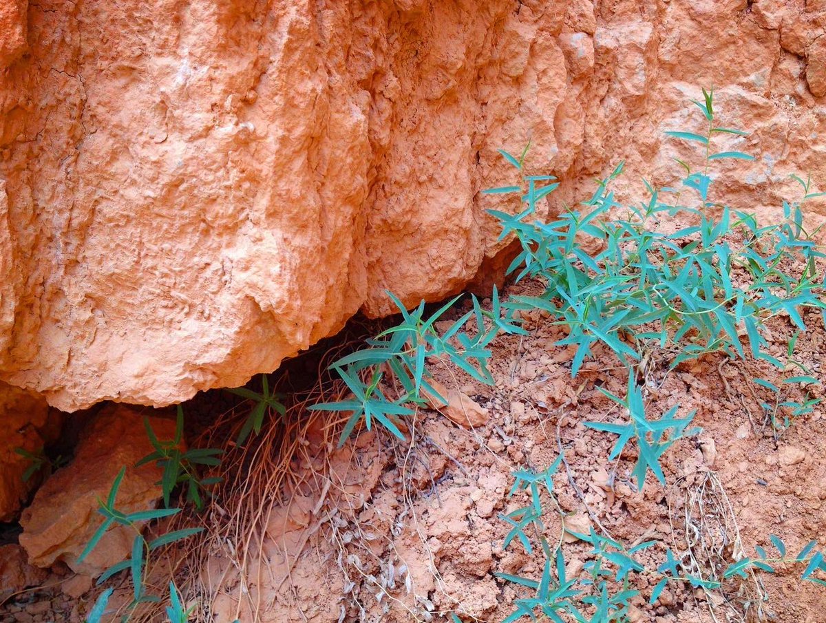 @bauerpower Just gonna send these from when I went to Zion n Bryce 7 years ago. I want to go to Sedona next 