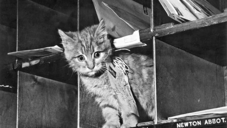 thonyferraro's tweet photo. 10 Curiosidades Graciosas del Mundo que no podrás creer https://t.co/tMbgRaF1o2 https://t.co/VOGoeFKFyd