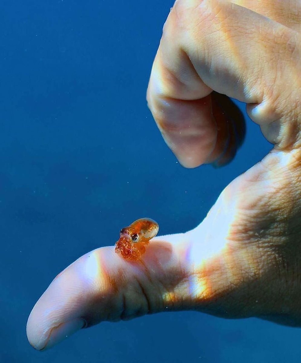 Like and retweet to show this baby octopus some love! 🐙💕Happy Sunday and don't forget - for every follower we get we remove 1 plastic bottle from the ocean! ⁣#myonemovement⁣⁠⁣⁠ 🌊