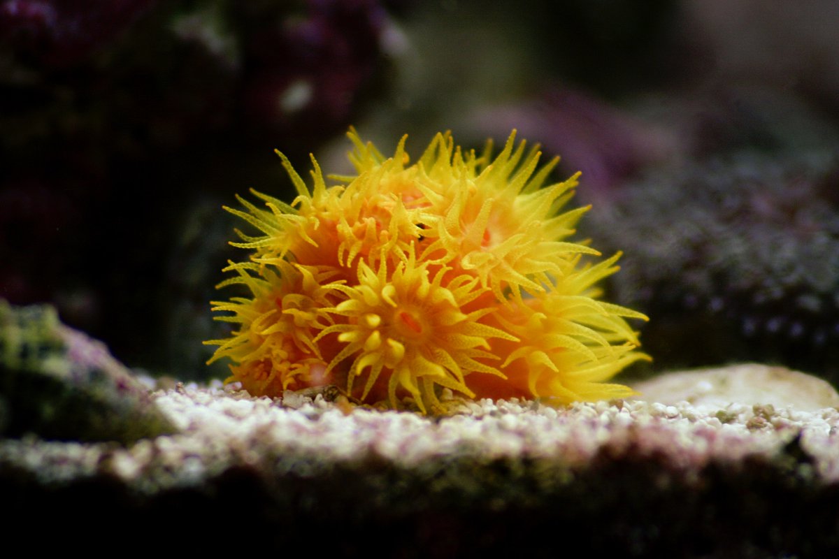 FutureFrogmen's tweet photo. Enjoy some stunning shots of our beautiful ocean life to brighten your timeline: yellow edition 💛🌊
 #FutureFrogmen 
📸: @unsplash https://t.co/vL78zOG5bQ
