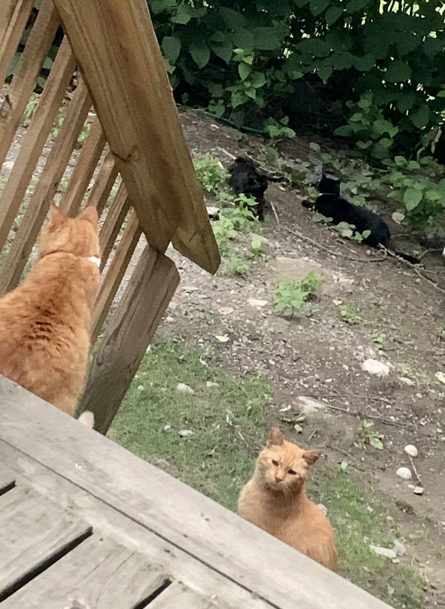 🏳️‍🌈That💉Clinical💊Instructor🚑 tweet media