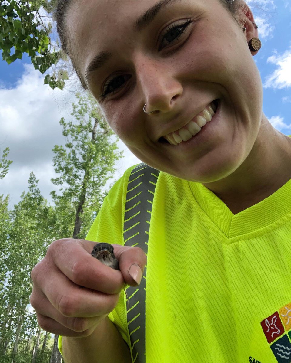 AlyssaVibert's tweet photo. Because I’m OBSESSED, here is the highlight of my day:
Guiding this wee fledgling least flycatcher out of harms way and closer to their nesting-tree, as they learned to fly 💕

#leastflycatcher #empidonaxminimus #ornithology https://t.co/9t7CWbFxlj