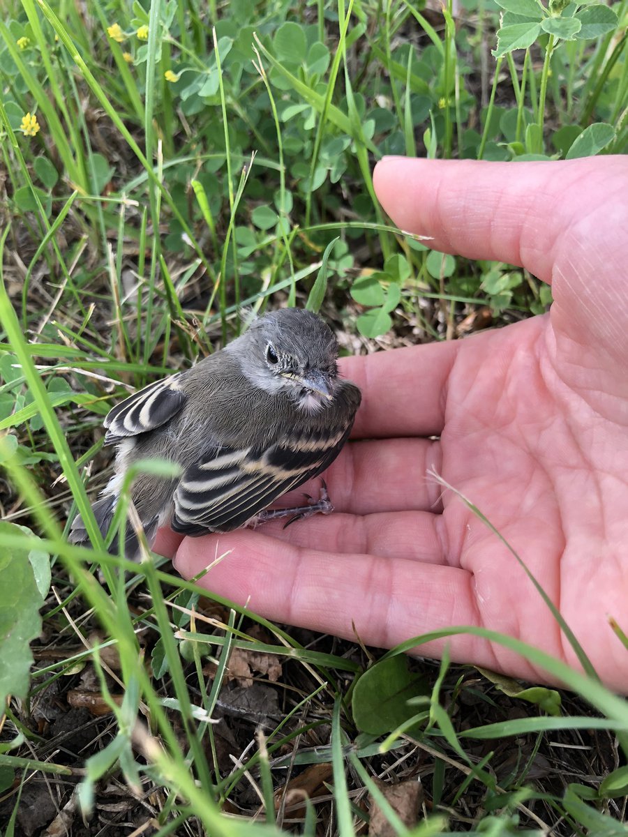 AlyssaVibert's tweet photo. Because I’m OBSESSED, here is the highlight of my day:
Guiding this wee fledgling least flycatcher out of harms way and closer to their nesting-tree, as they learned to fly 💕

#leastflycatcher #empidonaxminimus #ornithology https://t.co/9t7CWbFxlj