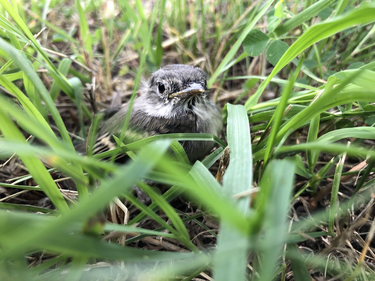 AlyssaVibert's tweet photo. Because I’m OBSESSED, here is the highlight of my day:
Guiding this wee fledgling least flycatcher out of harms way and closer to their nesting-tree, as they learned to fly 💕

#leastflycatcher #empidonaxminimus #ornithology https://t.co/9t7CWbFxlj
