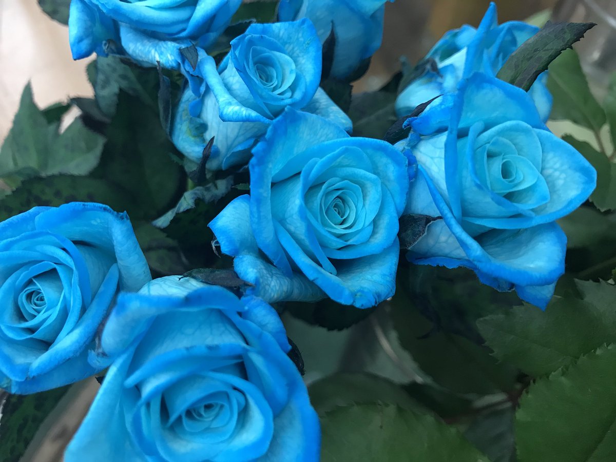 面白いお花屋さん のyahoo 検索 リアルタイム Twitter ツイッター をリアルタイム検索