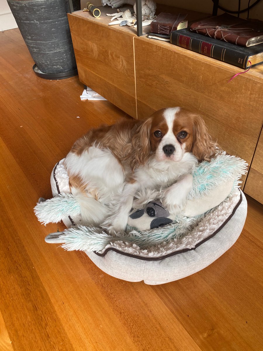 MaxiMoo's tweet photo. Lots of room in my bed for my bestest buddy🐶♥️ https://t.co/u8wgJHBqfM