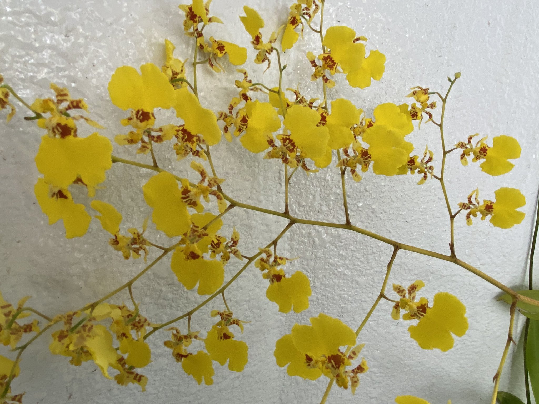 تويتر 魔法使いサリー على تويتر オンシジューム オンシジウム 花言葉 清楚 可憐 蕾のままでいて 一緒に踊って 遊び心 気立ての良さ 暑さに負けず色々な事に負けずｴｲｴｲｵｰ オンシジューム 花好き T Co Mzmgt018xo