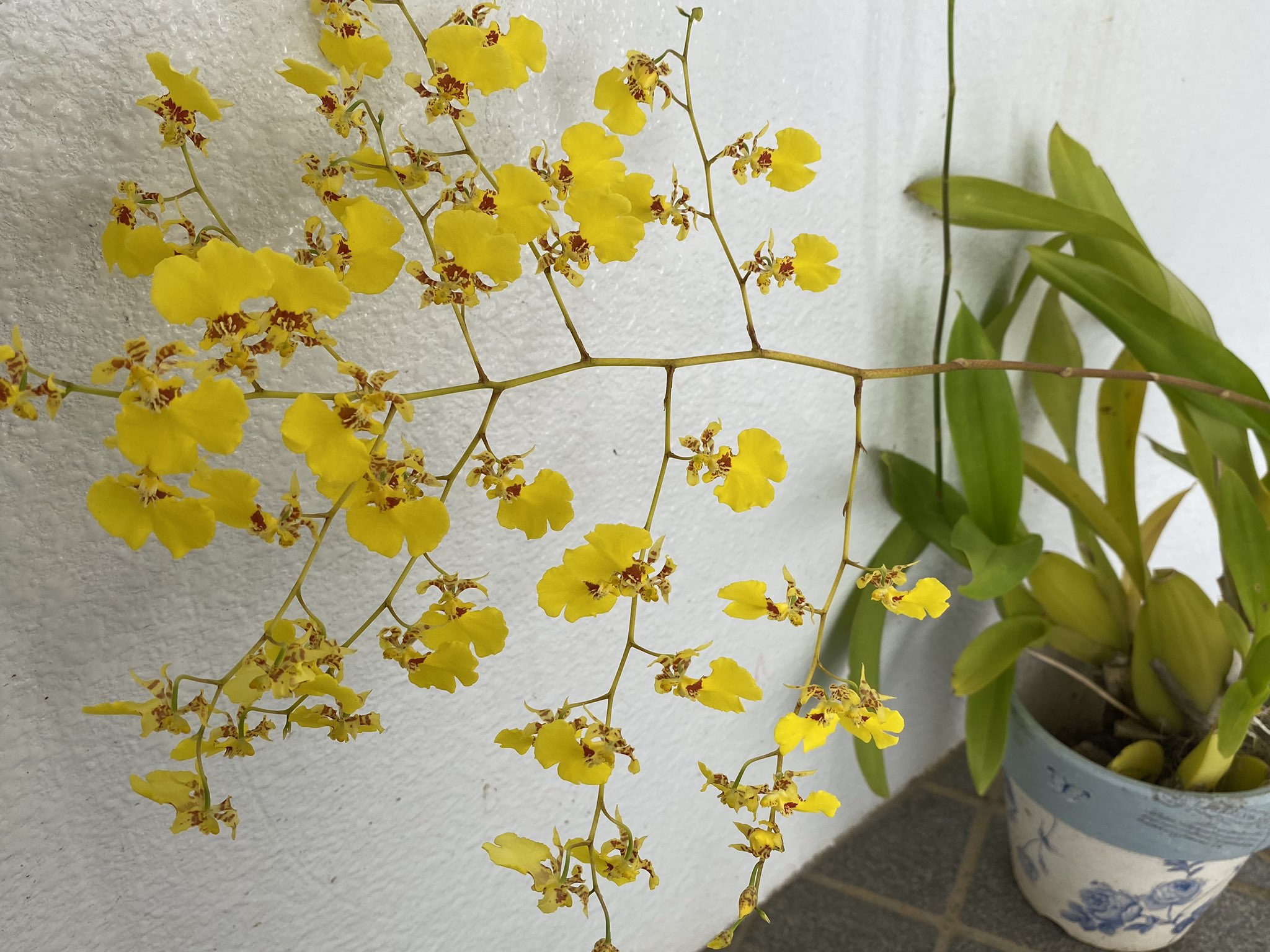 تويتر 魔法使いサリー على تويتر オンシジューム オンシジウム 花言葉 清楚 可憐 蕾のままでいて 一緒に踊って 遊び心 気立ての良さ 暑さに負けず色々な事に負けずｴｲｴｲｵｰ オンシジューム 花好き T Co Mzmgt018xo