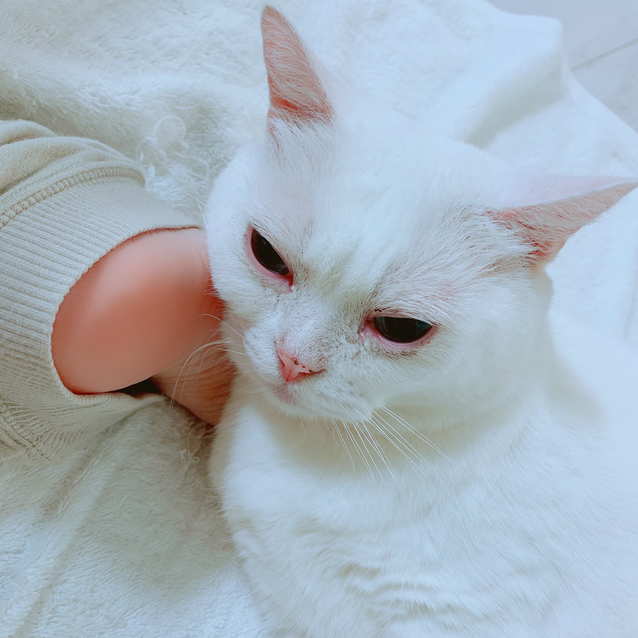 悠木碧 公式 何回足をどけても枕にされるので 猫さんはここにいるよ というアピールらしい