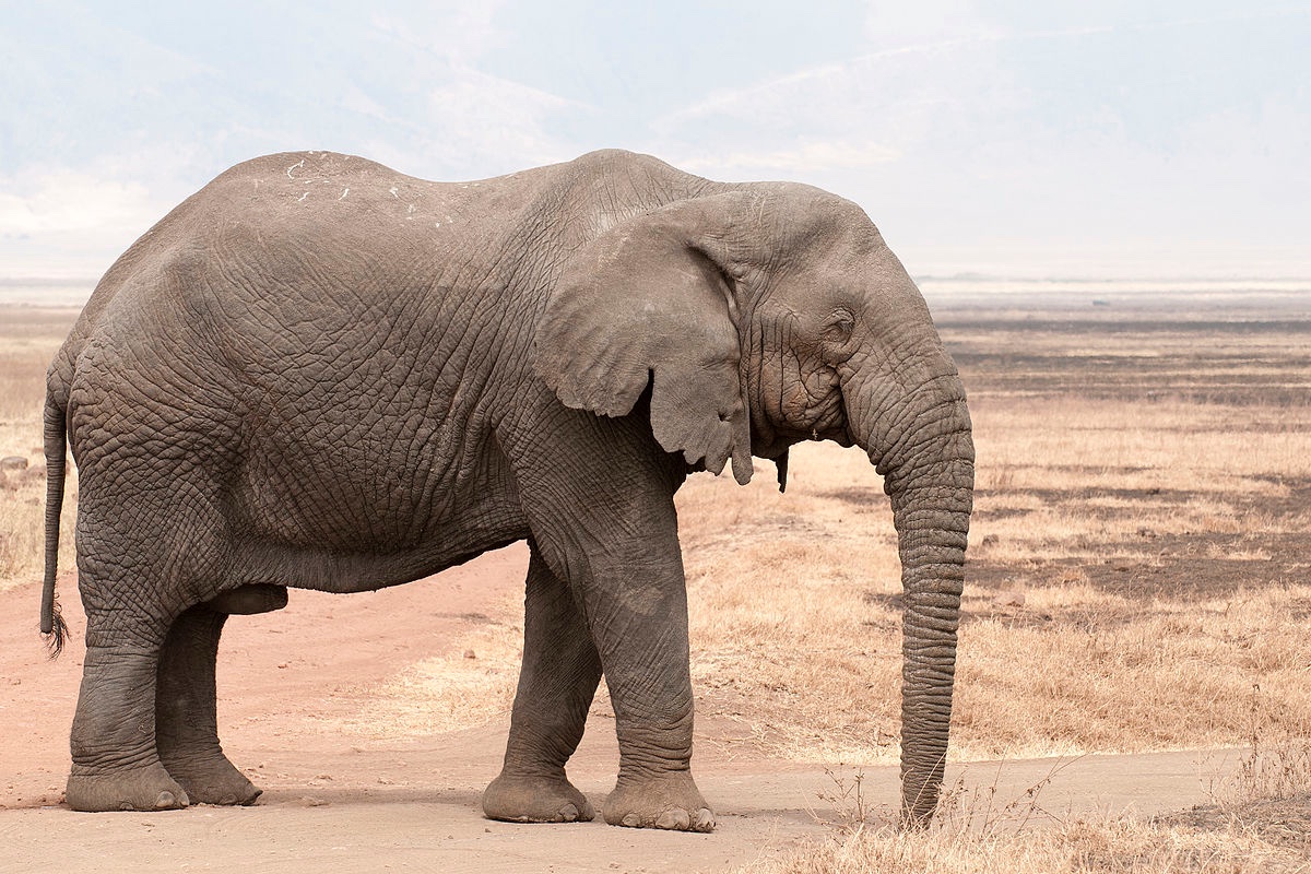 124pod's tweet image. Is this an elephant #elephant #Donnie #hardquestion