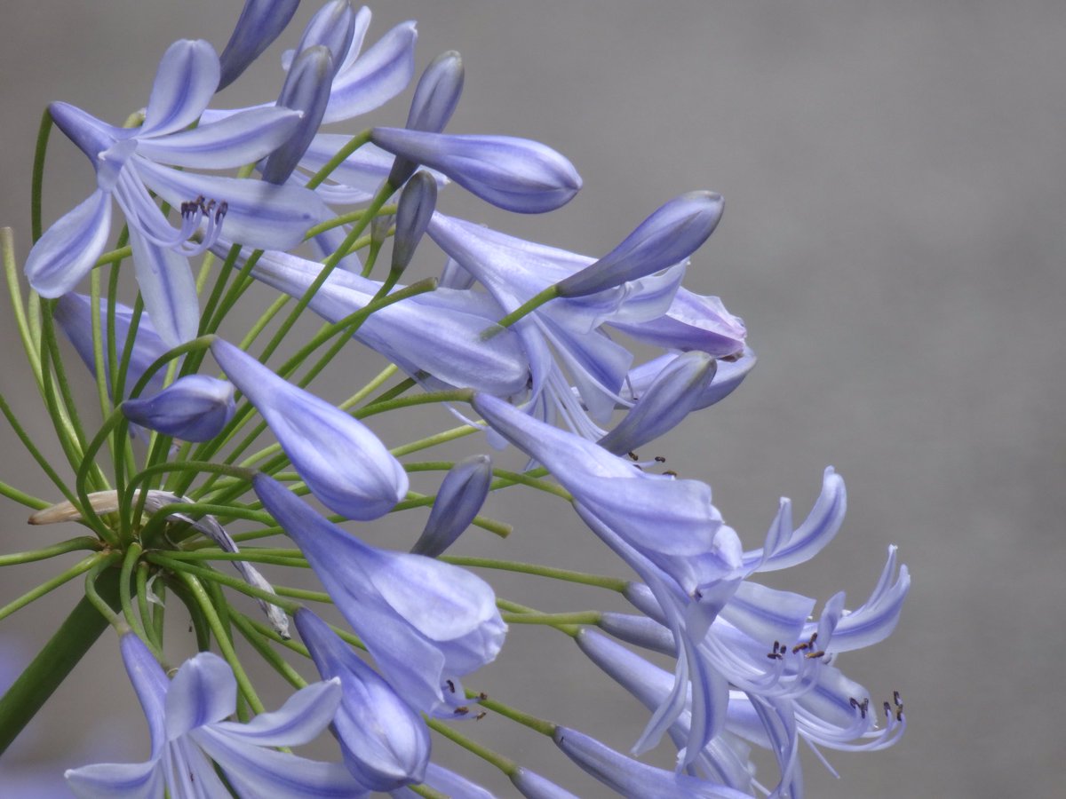 アガパンサスの花 Twitter Search Twitter