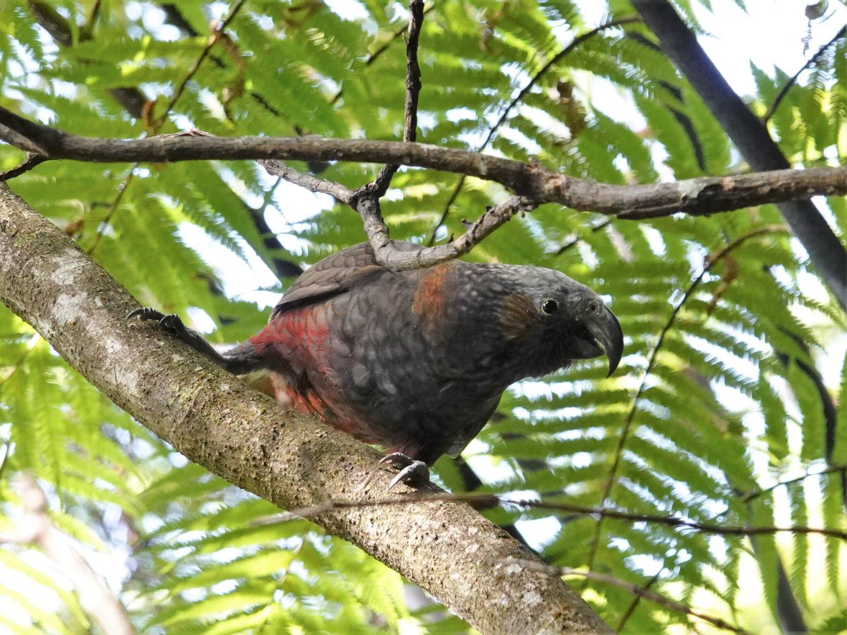 #ParrotOTD 20 July: New Zealand kākā (Nestor meridionalis). Near Threatened due to habitat loss and introduced predators. Lost from much of its former range. Pic at Aongatete, Bay of Plenty, North Island, by “jacqui-nz” via @inaturalist inaturalist.org/observations/4…