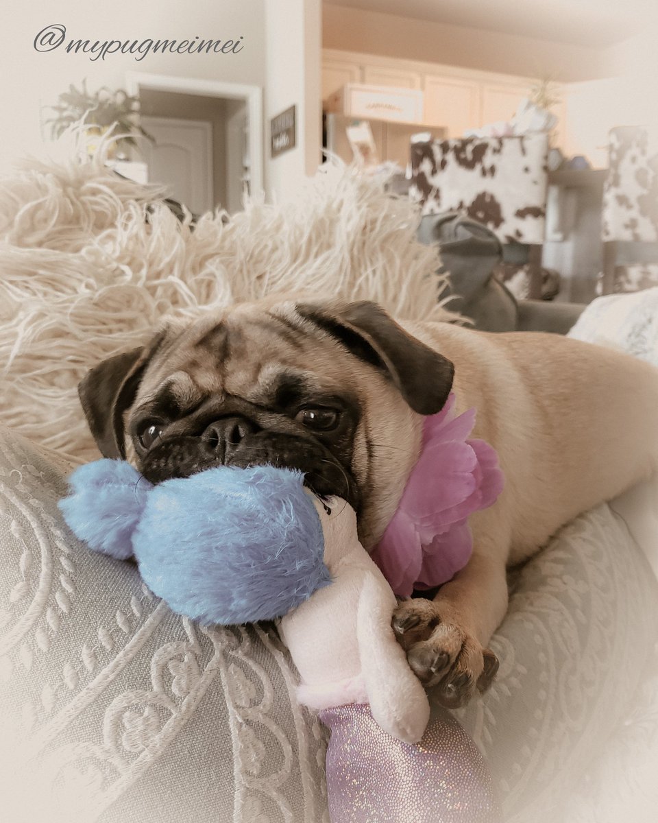 50% Savage. 50% Sweetness.🤭🤣 much love mei mei💜xoxo #pugs #pugsofinstagram #dogsoftwitter #Dog #DogsofTwittter #cute #Savage #sweet #instagood #instagram #instadaily #Sunday #photoshoot #puppy #puppylove