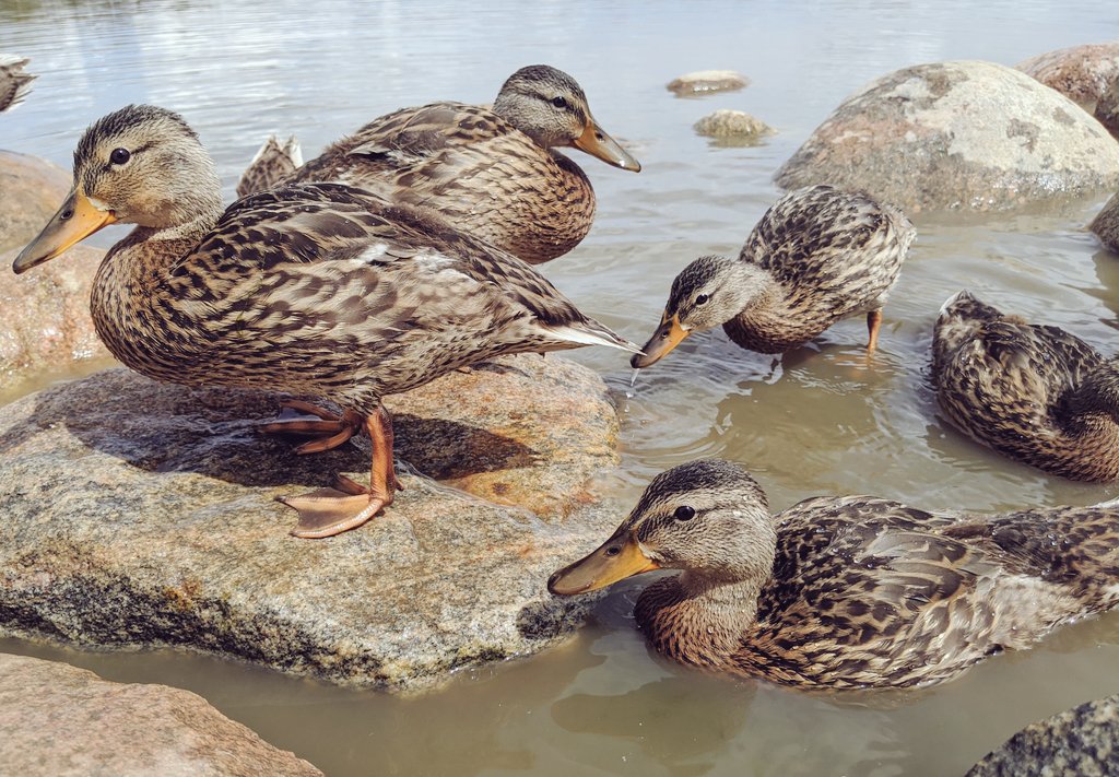 Close-ups from today's  #duck walk 