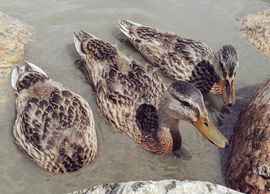 Close-ups from today's  #duck walk 