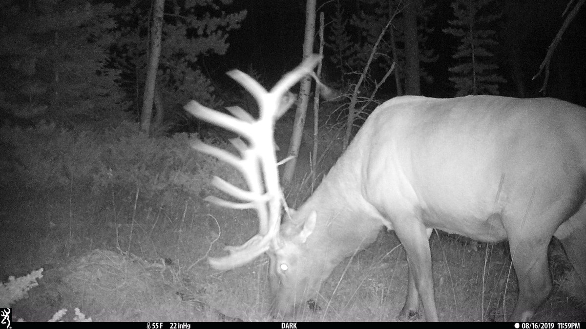 game_cameras's tweet photo. More elk on my Browning game camera 
#elk #elkhunting #browningtrailcameras #browning #gamecaneras #trailcam #trailcameras #bullelk #wildlife #bullelkhunting https://t.co/K0qKOSNkmf
