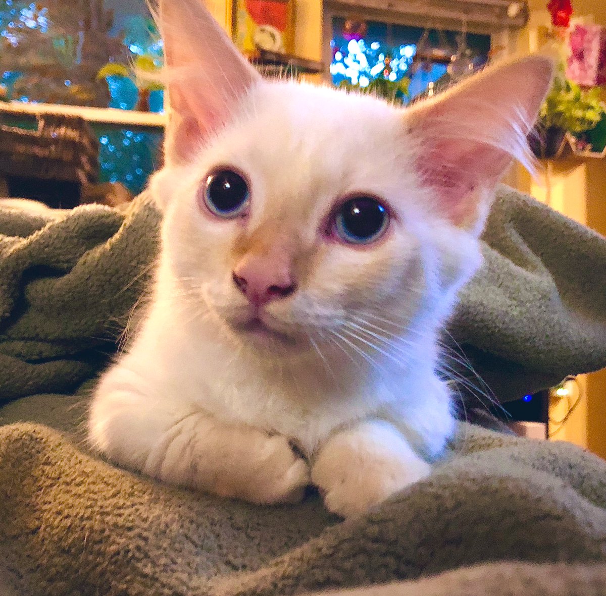 jungle_os's tweet photo. Pearl’s ear tufts keep getting fluffier! She’s such a pretty little kitten. 🥰😻#cats #CatsOfTwitter #prettykitty https://t.co/rNH6k2SKTx
