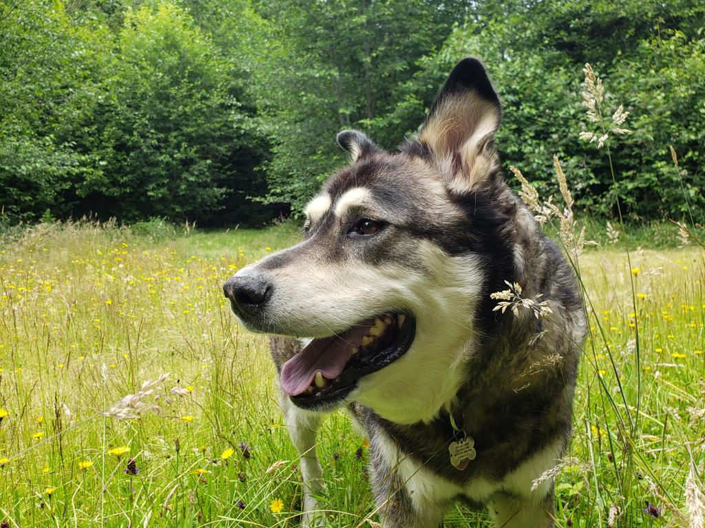 chemboken's tweet photo. 10+ years of unwavering friendship and unbridled "puppy joy", RIP Oz https://t.co/sNl79AHDa8