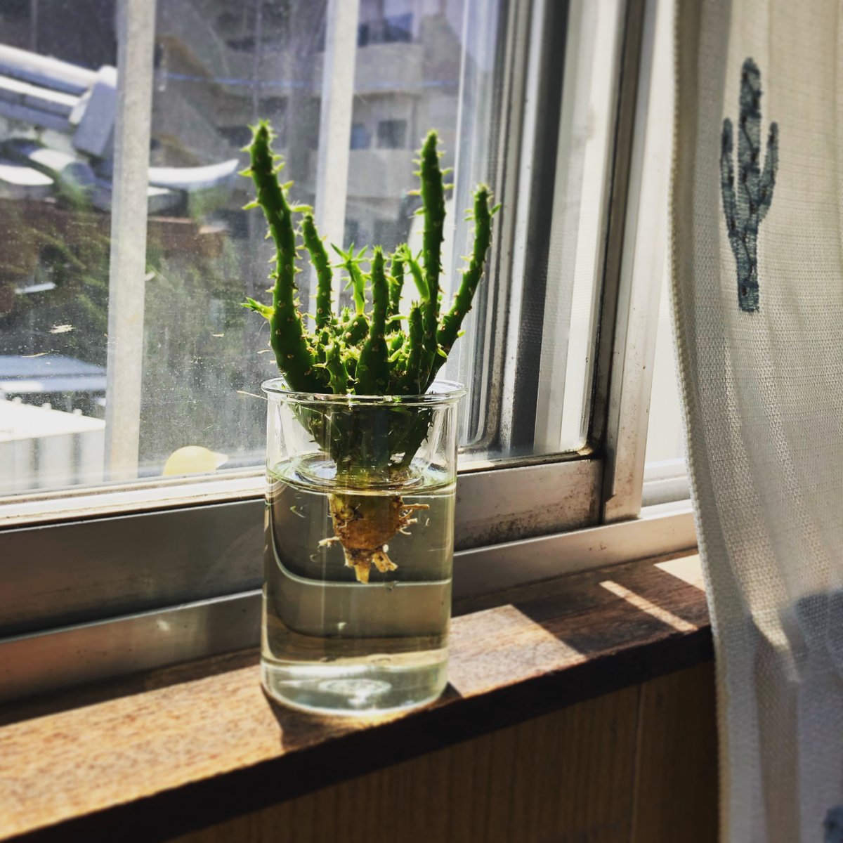 みつお ユーフォルビアっていう多肉を水耕栽培に切り替えました この間いった美容院でサボテンを水耕栽培にしていて いいな って ガラスの瓶が大好きなので 見た目もさらにお好みになるな とワクワクしております まずは萎れないように目を配って