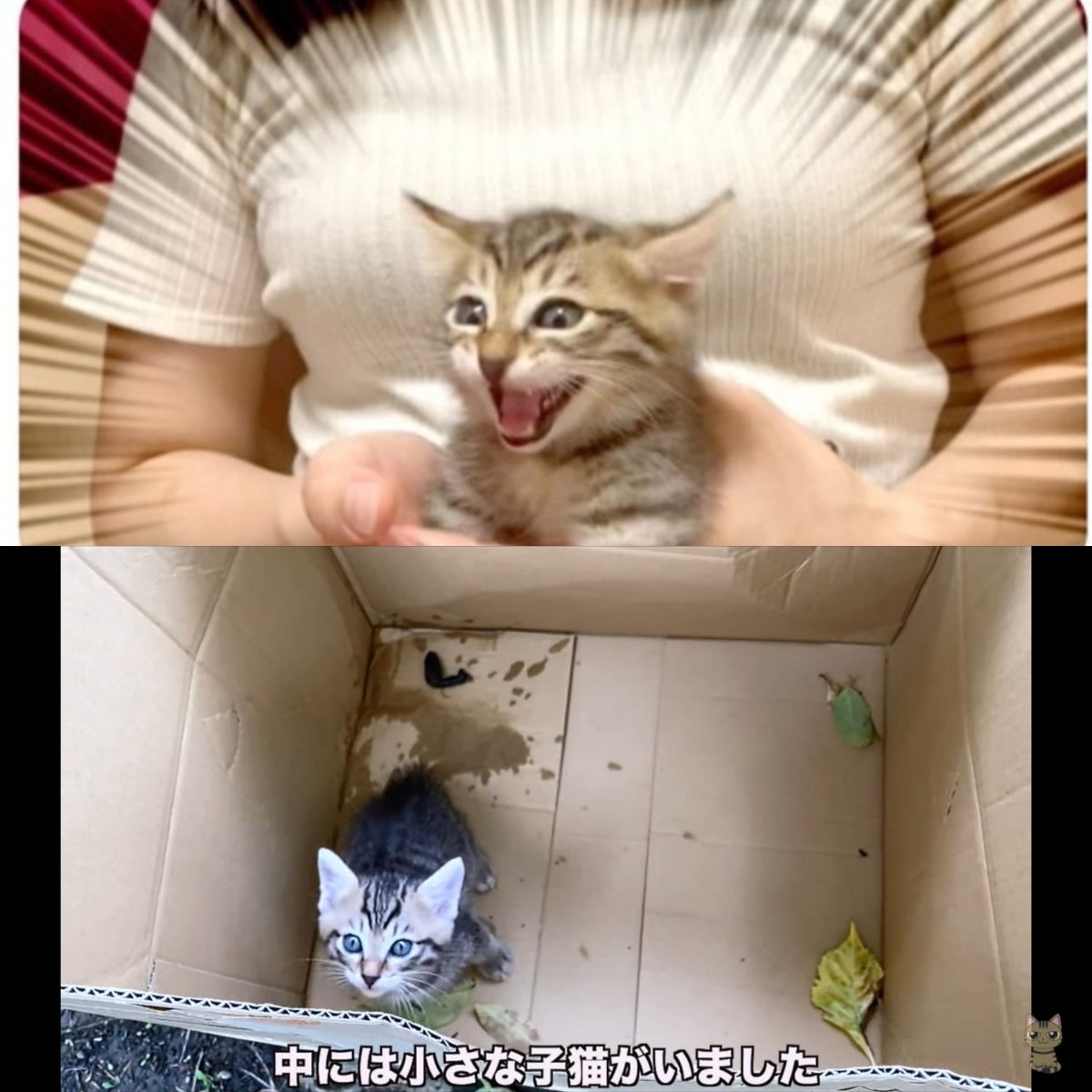 干物女子が捨て猫を拾って動画を投稿し、色んなYouTuberから応援される
