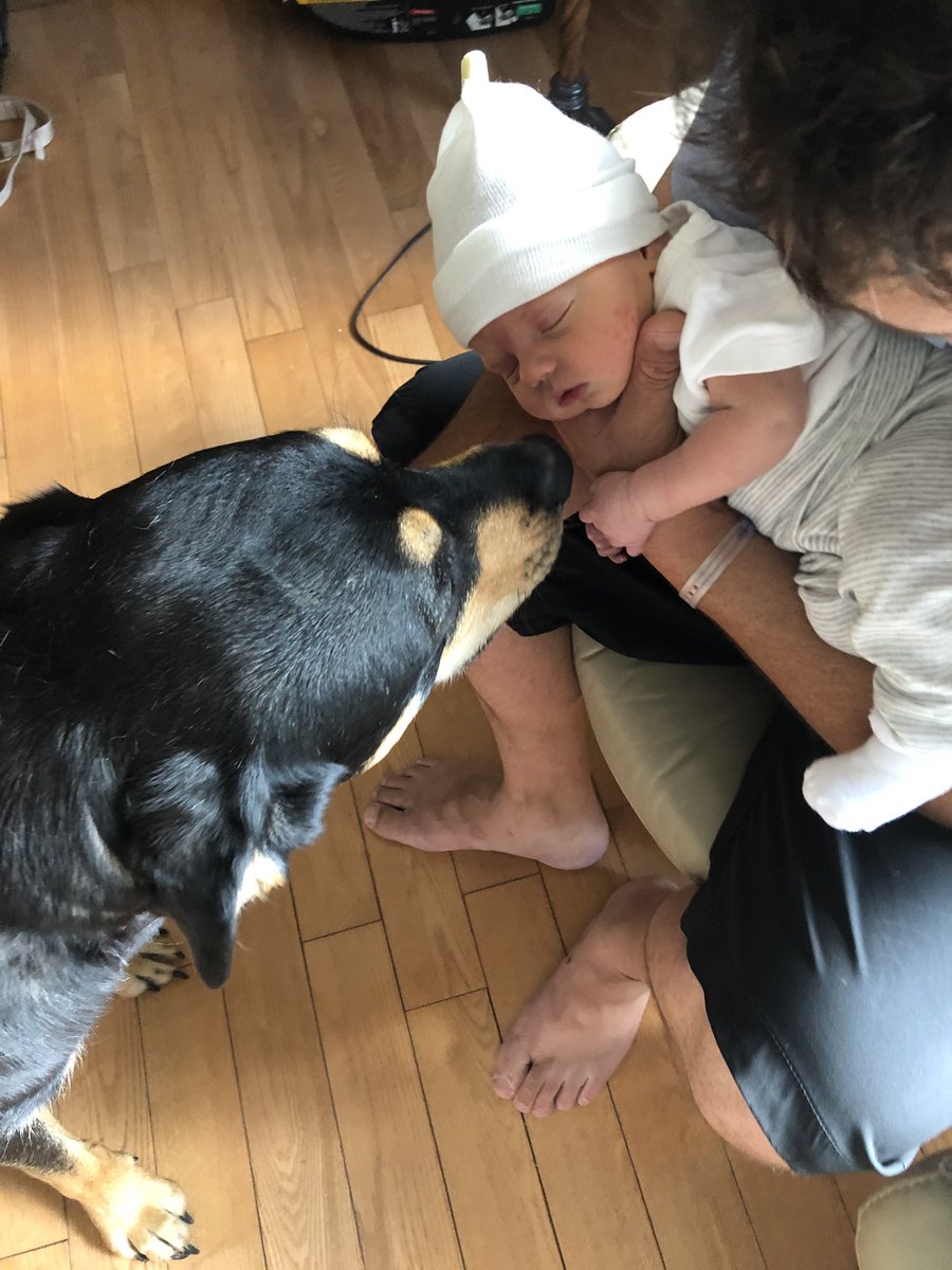 Brody_Jackson's tweet photo. A gift.
For the newest member of the pack.
Her new brother.
Her new friend.
#bestbodyguard #Nala #dogs https://t.co/fTYgqN50pB