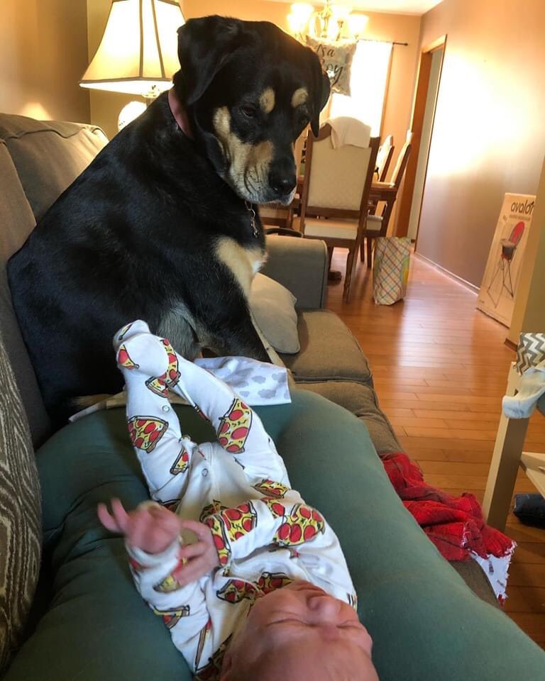 Brody_Jackson's tweet photo. A gift.
For the newest member of the pack.
Her new brother.
Her new friend.
#bestbodyguard #Nala #dogs https://t.co/fTYgqN50pB