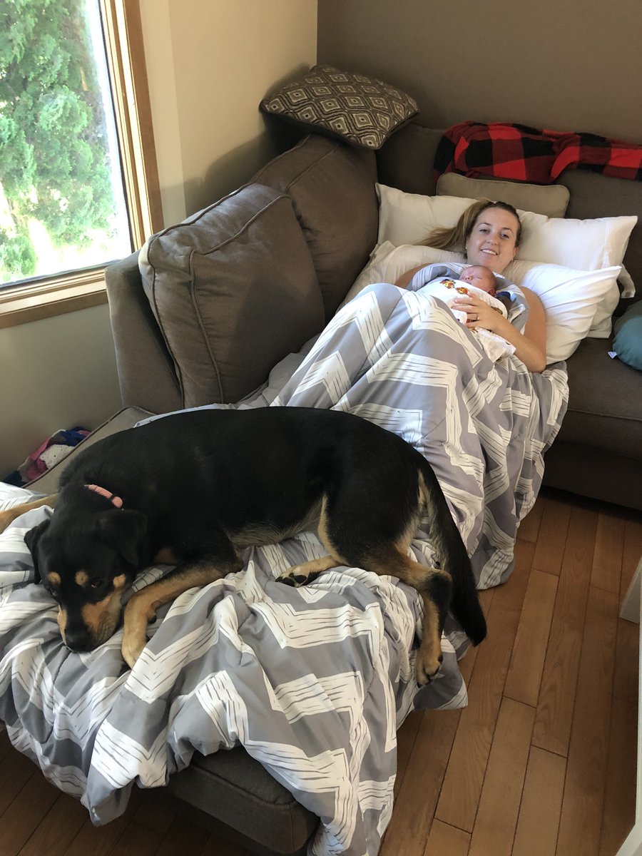 Brody_Jackson's tweet photo. A gift.
For the newest member of the pack.
Her new brother.
Her new friend.
#bestbodyguard #Nala #dogs https://t.co/fTYgqN50pB