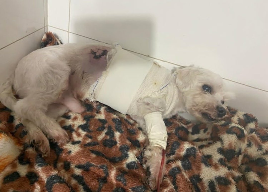 x_calix_x's tweet photo. Gente o cachorro de uns amigos foi atropelado e precisa muito de ajuda, até o momento o valor para a cirurgia está em R$ 2.600. Nem que seja 1 real ou um compartilhamento para atingir mais pessoas já seria de muita ajuda!!!
https://t.co/dD0K9KoJkA https://t.co/c71b458NUe