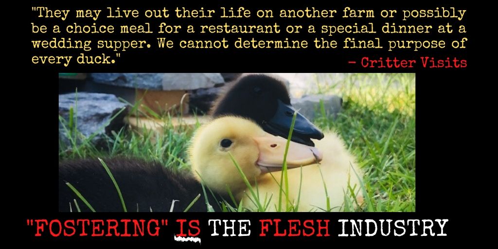 PKingI74's tweet photo. .@CanadaTogether  @CTVNews @CityNews @globeandmail @Metro @TheTorontoSun The experience of a child should not come at the expense of nonhuman animals. Please shed light on the dark side of Critter Visit's duckling rental scheme #pandemicactivitiesforkids
https://t.co/YJ0nbjydvO