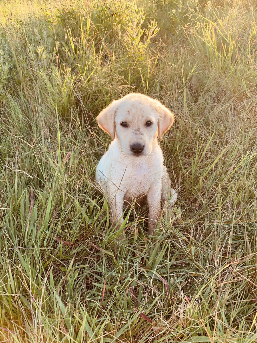 Kayde_33's tweet photo. 🐶♥️ https://t.co/lh17MRaus0