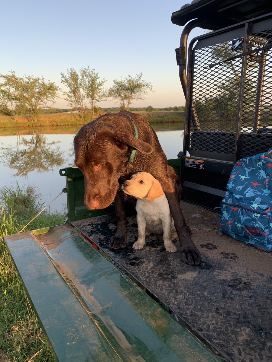 Kayde_33's tweet photo. 🐶♥️ https://t.co/lh17MRaus0