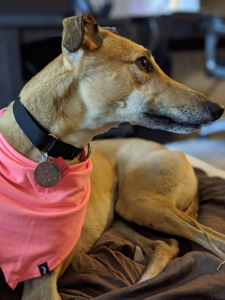 average_joe_117's tweet photo. @MeUndies Mina loves her #BuddyBand
@MeUndies https://t.co/IAGcm7RTNl