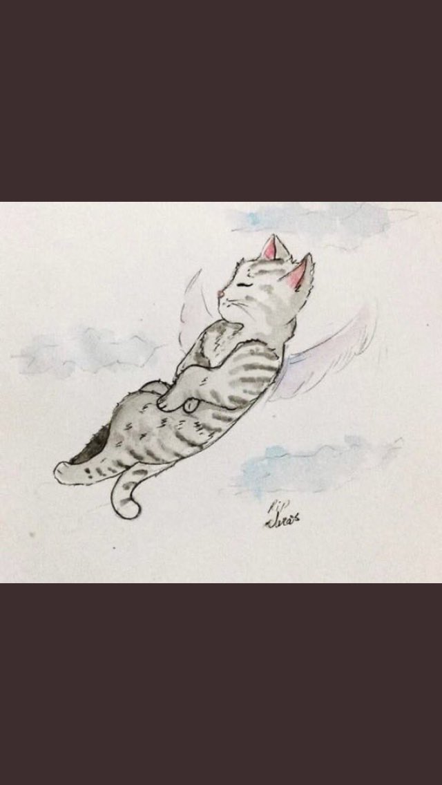 flyvip1's tweet photo. Death penalty and jail should be the Punishment for animals cruelty and neglect. #معذب_القطط #قاتل_الروابي #نطلب_القبض_على_حارق_القطه https://t.co/O8cKbM1nb5